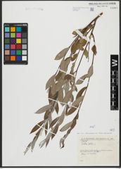 Foto von Salix alba L.